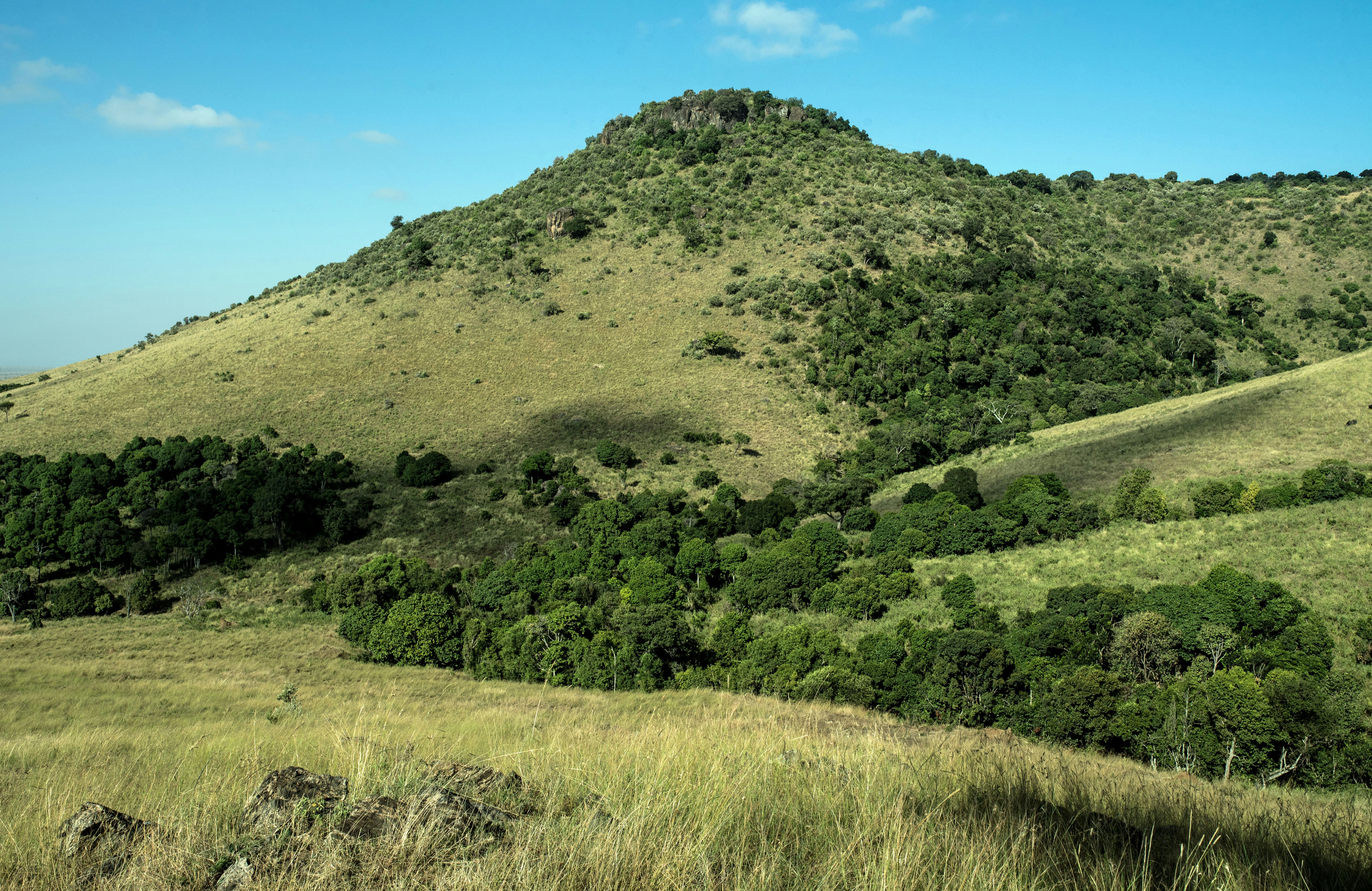 Green hills of Africa. View of the Oloololo escarpment from a picnic spot part way up the slopes. One of the scenes from the movie Out of Africa was filmed on the Oloololo escarpment, near here. Masai Mara, Kenya.